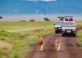 Drive into the Wild: A Car Enthusiast’s Guide to Kenya’s Exciting Escapades