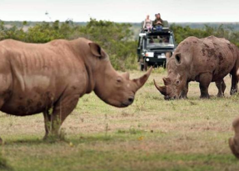 Planning Your Dream Kenya Safari Holiday: Tips and Advice for an Unforgettable Adventure