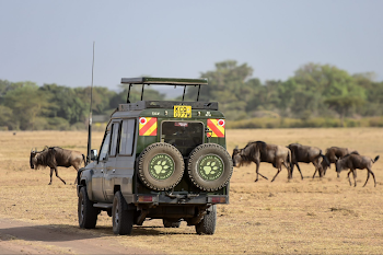 Discover Kenya’s Parks and Reserves: A Guide to Wildlife Safari Destinations