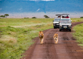 Essential Guide to Driving in Kenya: Tips and Practical Information