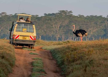 Nairobi to Nakuru Road Trip Guide: The Ultimate Scenic Route