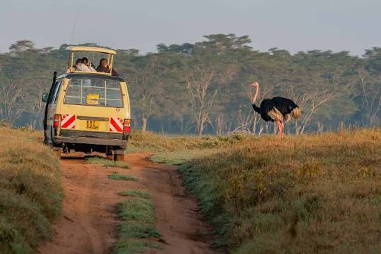 Nairobi to Nakuru Road Trip Guide: The Ultimate Scenic Route